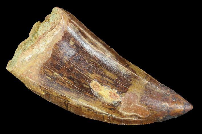 Serrated, Carcharodontosaurus Tooth - Robust Tooth #99794